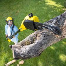 Best Stump Grinding and Removal  in Martins Ferry, OH